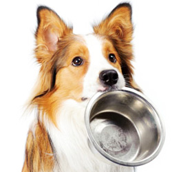 dog asking for food with bowl